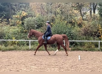 Austrian Warmblood, Gelding, 23 years, 17 hh, Chestnut-Red