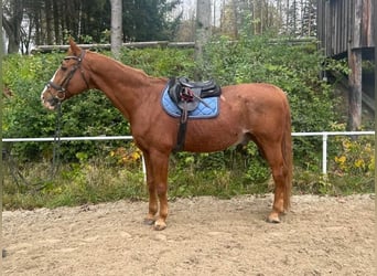 Austrian Warmblood, Gelding, 23 years, 17 hh, Chestnut-Red