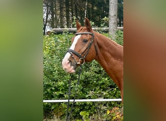 Austrian Warmblood, Gelding, 23 years, 17 hh, Chestnut-Red