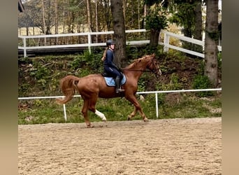 Austrian Warmblood, Gelding, 23 years, 17 hh, Chestnut-Red