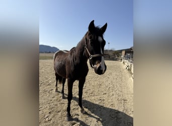 Austrian Warmblood, Gelding, 2 years, 15.1 hh, Bay-Dark