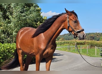 Österreichisches Warmblut, Wallach, 2 Jahre, 16,2 hh, Brauner