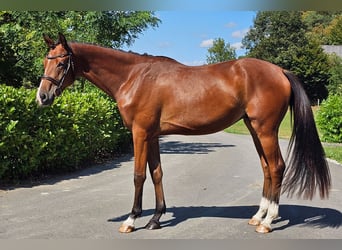 Österreichisches Warmblut, Wallach, 2 Jahre, 16,2 hh, Brauner