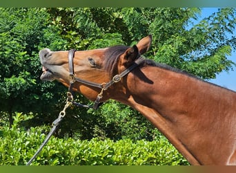 Österreichisches Warmblut, Wallach, 2 Jahre, 16,2 hh, Brauner