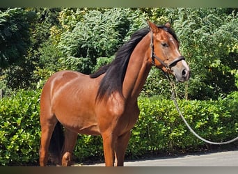 Österreichisches Warmblut, Wallach, 2 Jahre, 16,2 hh, Brauner