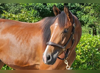 Österreichisches Warmblut, Wallach, 2 Jahre, 16,2 hh, Brauner