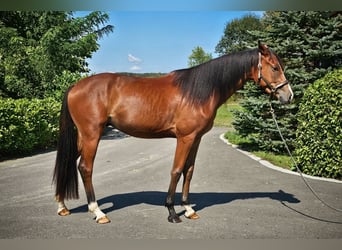 Österreichisches Warmblut, Wallach, 2 Jahre, 16,2 hh, Brauner