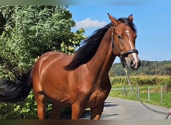 Österreichisches Warmblut, Wallach, 2 Jahre, 16,2 hh, Brauner