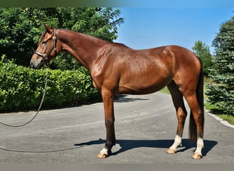 Österreichisches Warmblut, Wallach, 2 Jahre, 16,2 hh, Brauner