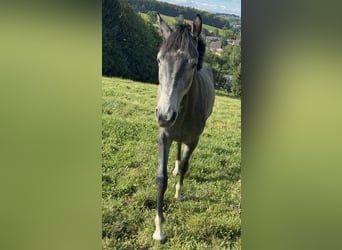 Austrian Warmblood, Gelding, 2 years, Grey
