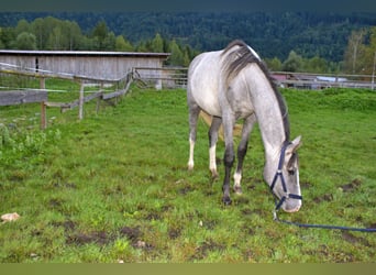 Austrian Warmblood, Gelding, 2 years, Grey