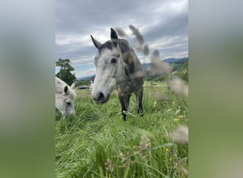 Austrian Warmblood, Gelding, 3 years, 15.2 hh, Grey-Dapple
