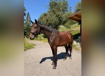 Austrian Warmblood, Gelding, 3 years, 15.3 hh, Bay-Dark