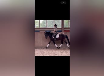 Austrian Warmblood, Gelding, 3 years, 15,1 hh, Bay-Dark