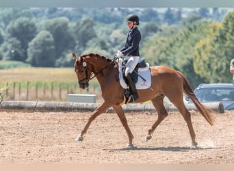 Österreichisches Warmblut, Wallach, 3 Jahre, 16,1 hh, Fuchs