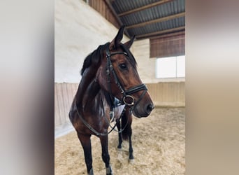 Austrian Warmblood, Gelding, 3 years, 16.2 hh, Brown
