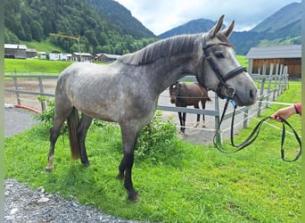 Austrian Warmblood, Gelding, 3 years, 16.2 hh, Grey-Dapple