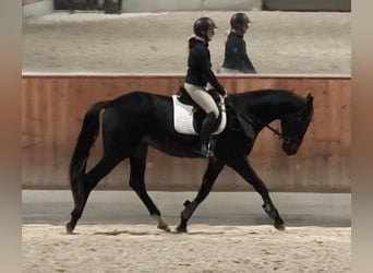 Austrian Warmblood, Gelding, 3 years, 16.2 hh, Smoky-Black