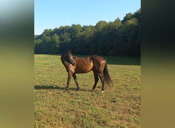 Austrian Warmblood, Gelding, 3 years, 16 hh, Bay-Dark