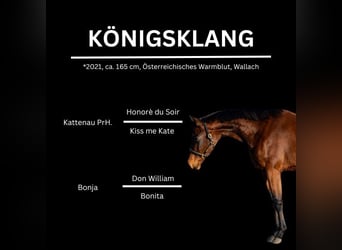 Austrian Warmblood, Gelding, 3 years, 16 hh, Brown