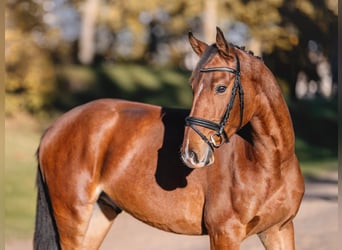 Austrian Warmblood, Gelding, 3 years, 16 hh, Brown