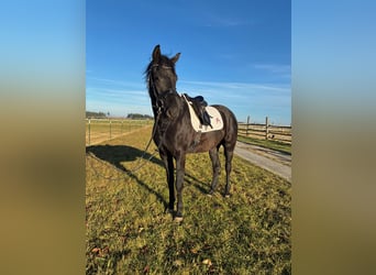 Austrian Warmblood, Gelding, 3 years, 16 hh
