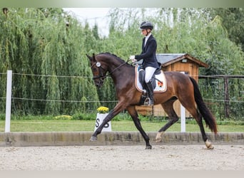 Austrian Warmblood, Gelding, 3 years, 16,2 hh, Bay-Dark