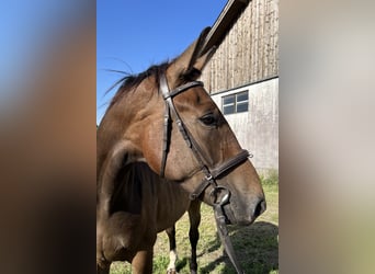 Austrian Warmblood, Gelding, 3 years, 17.1 hh, Bay-Dark