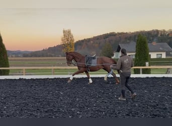 Austrian Warmblood, Gelding, 3 years, 17 hh, Chestnut-Red
