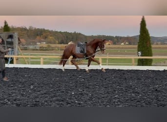 Austrian Warmblood, Gelding, 3 years, 17 hh, Chestnut-Red