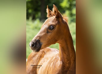 Austrian Warmblood, Gelding, 3 years, Chestnut-Red