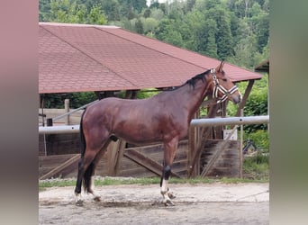Austrian Warmblood, Gelding, 4 years, 15.1 hh, Brown