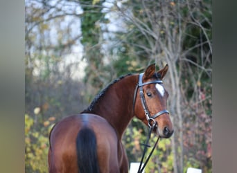 Austrian Warmblood, Gelding, 4 years, 15.1 hh, Brown
