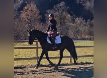 Austrian Warmblood, Gelding, 4 years, 15.2 hh, Black