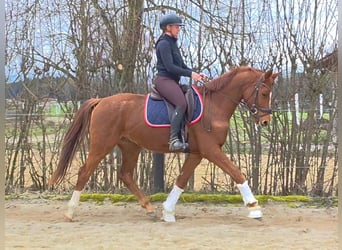 Austrian Warmblood, Gelding, 4 years, 15.2 hh, Chestnut-Red