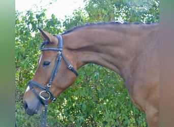 Austrian Warmblood, Gelding, 4 years, 15 hh, Brown