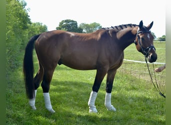 Austrian Warmblood, Gelding, 4 years, 15 hh, Brown