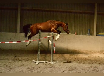 Austrian Warmblood, Gelding, 4 years, 15 hh, Brown