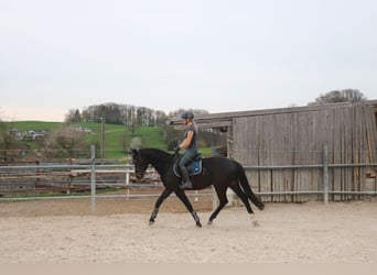 Austrian Warmblood, Gelding, 4 years, 15,3 hh, Brown