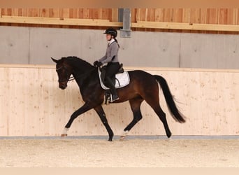 Austrian Warmblood, Gelding, 4 years, 16.1 hh, Bay-Dark