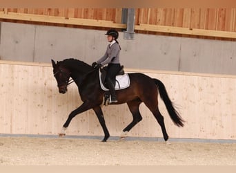 Austrian Warmblood, Gelding, 4 years, 16.1 hh, Bay-Dark