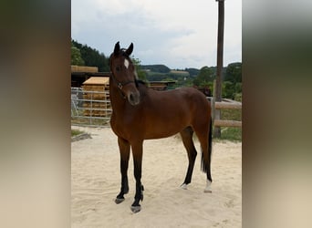 Austrian Warmblood, Gelding, 4 years, 16.1 hh, Bay-Dark