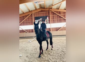 Austrian Warmblood, Gelding, 4 years, 16.1 hh, Black