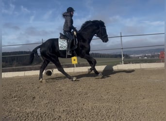 Austrian Warmblood, Gelding, 4 years, 16.1 hh, Black