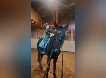 Austrian Warmblood, Gelding, 4 years, 16.1 hh, Black