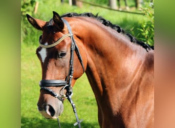 Austrian Warmblood, Gelding, 4 years, 16.1 hh, Brown