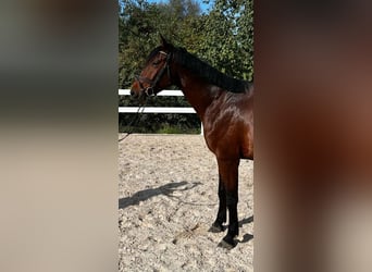 Austrian Warmblood, Gelding, 4 years, 16.1 hh, Brown