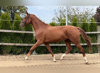 Austrian Warmblood, Gelding, 4 years, 16,1 hh, Chestnut-Red