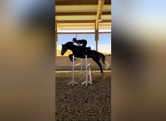 Austrian Warmblood, Gelding, 4 years, 16.1 hh, Grey