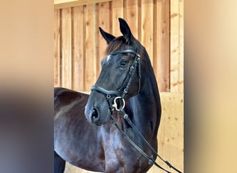 Österreichisches Warmblut, Wallach, 4 Jahre, 16,2 hh, Rappe